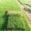 FINE DHAKA GRASS