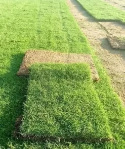 FINE DHAKA GRASS