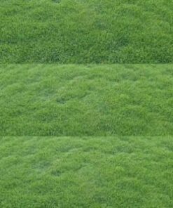 KOREAN GRASS