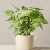 ARROWHEAD PLANT