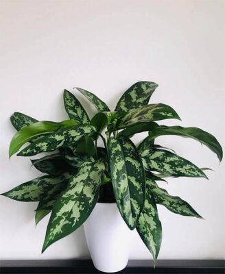 CHINESE EVERGREEN (AGLAONEMA COMMUTATUM) 