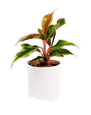 aglaonema