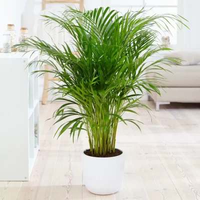 Areca Palm
