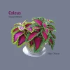 COLEUS