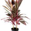CORDYLINE VARIETIESHAWAIIAN BOY