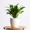 DRACENA