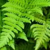 FERNS ( PTERIDOPHYTES)