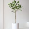 FICUS