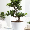 FICUS BONSAI