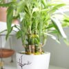 LUCKY BAMBOOS